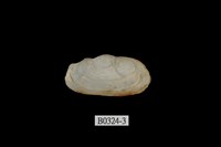 藏品(船形薄殼蛤)的圖片